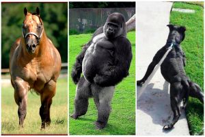 14 Hewan ini punya body bak binaragawan, sindir yang malas olahraga!