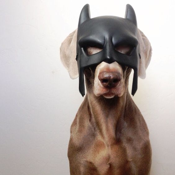 Hewan Kostum Batman © 2016 brilio.net