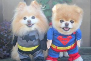 Ramai film Batman v Superman, hewan-hewan ini juga ikutan jadi Batman