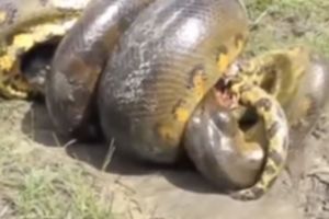 Pertarungan Anaconda vs buaya ini bikin merinding, ngeri!
