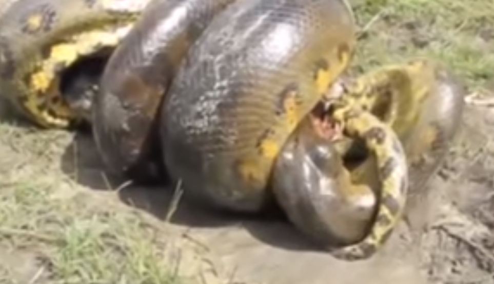 Pertarungan Anaconda vs buaya ini bikin merinding, ngeri!
