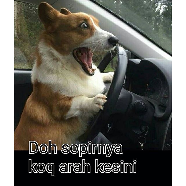 20 Meme demo taksi © 2016 brilio.net