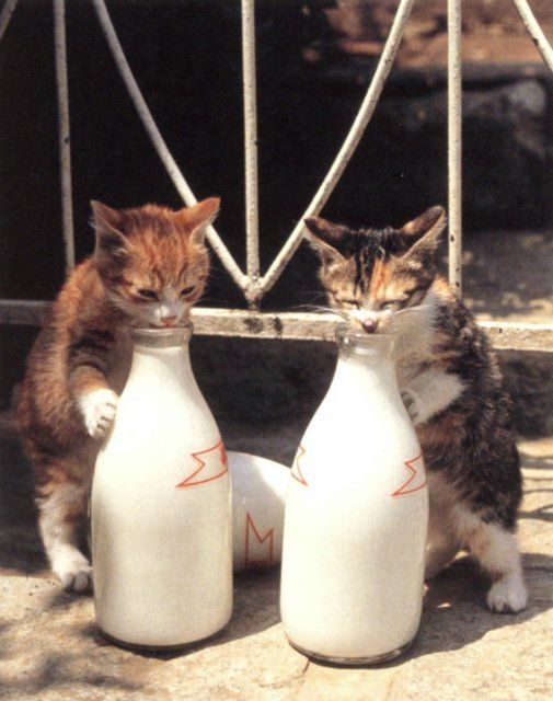 Ekspresi hewan minum susu ini lucu, bikin gemas ! 