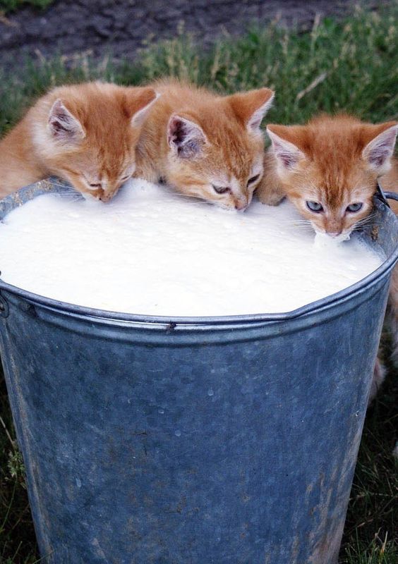 Hewan Minum Dot  © 2016 brilio.net Hewan Minum Dot  © 2016 brilio.net