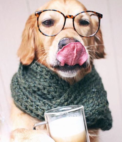 Hewan Minum Dot  © 2016 brilio.net Hewan Minum Dot  © 2016 brilio.net