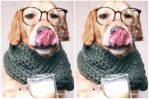 Ekspresi hewan minum susu ini lucu, bikin gemas ! 