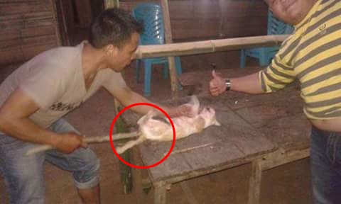 Pria ini tega bantai beberapa kucing dengan sadis, duh miris!