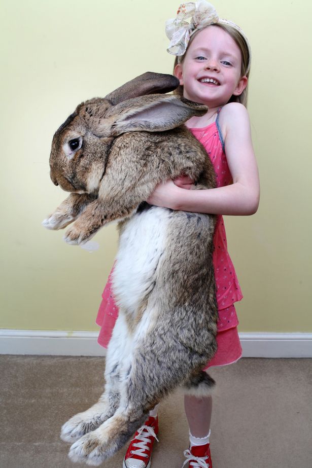 Darius dan Jeff, kelinci terbesar di dunia beratnya mencapai 22 kilo! 