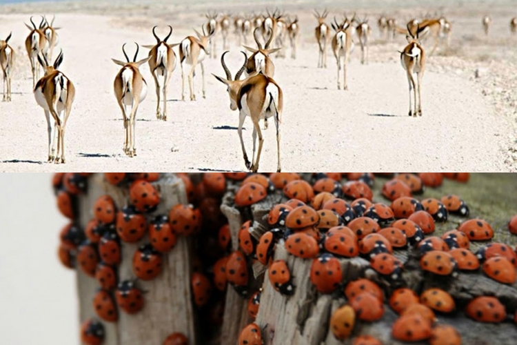15 Foto migrasi hewan, bukti keindahan alam tidak ada tandingannya