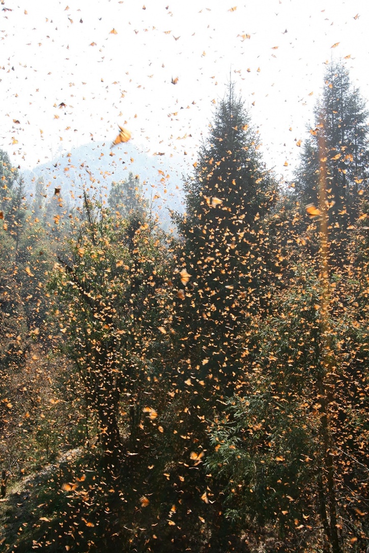 migrasi hewan  India Times