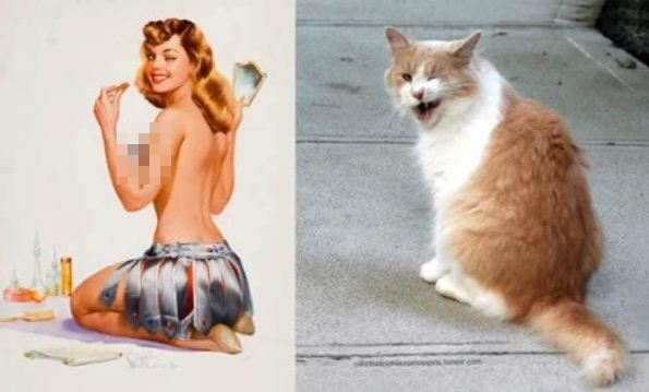 kucing pose model aw © 2016 brilio.net