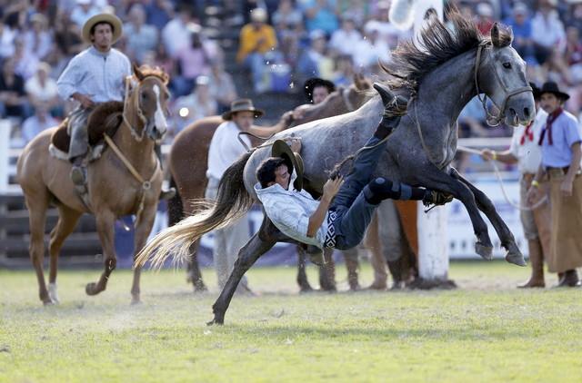7 Gaya keren joki taklukkan kuda liar, ada yang sampai salto!