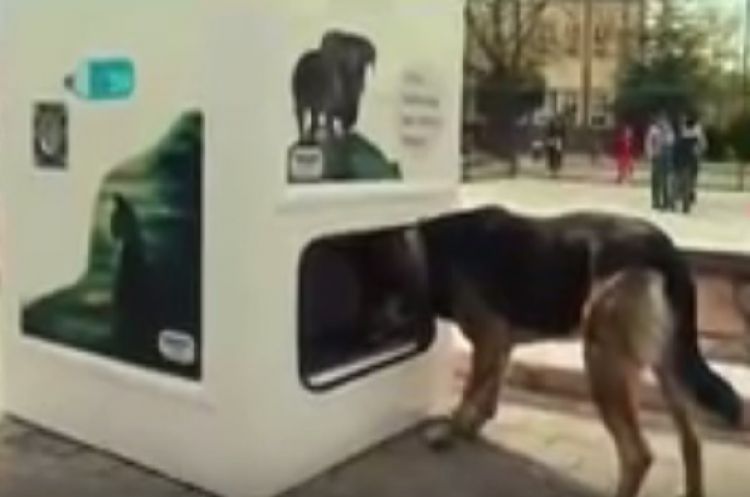Negara ini menyediakan ATM khusus bagi hewan  seperti  apa  