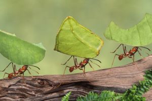Begini lho suara semut sebenarnya, kamu penasaran nggak?