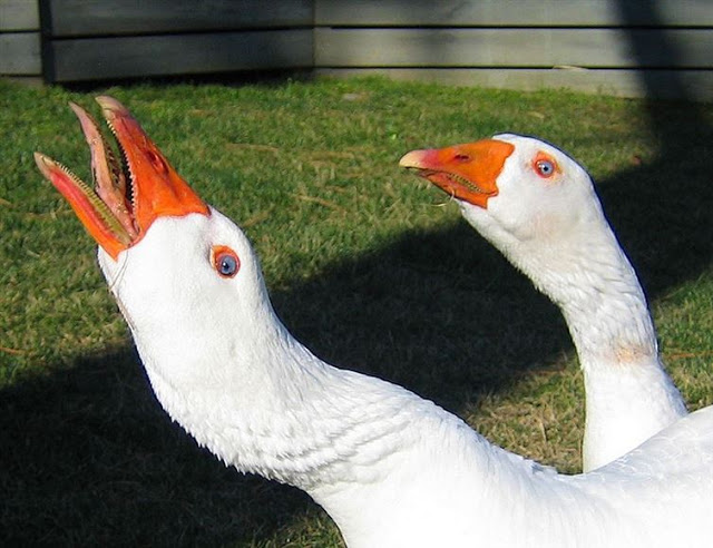 china ruwet  © 2016 brilio.net