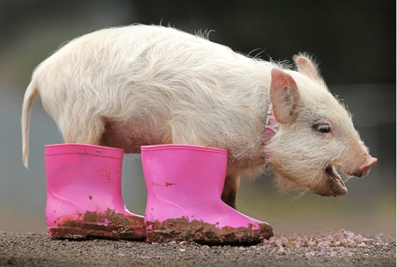 hewan ternak lucu © 2016 brilio.net hewan ternak lucu © 2016 brilio.net