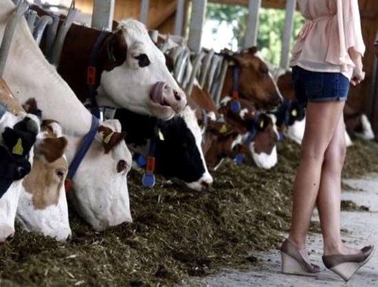 hewan ternak lucu © 2016 brilio.net hewan ternak lucu © 2016 brilio.net