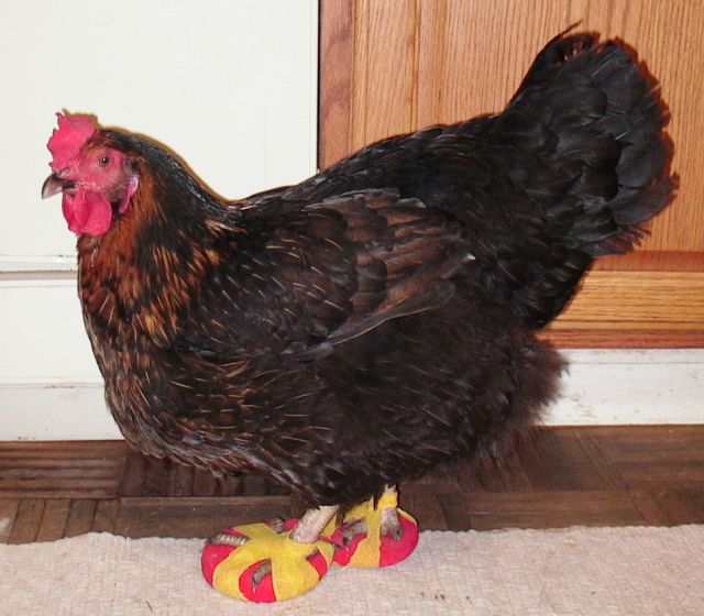 hewan ternak lucu © 2016 brilio.net hewan ternak lucu © 2016 brilio.net