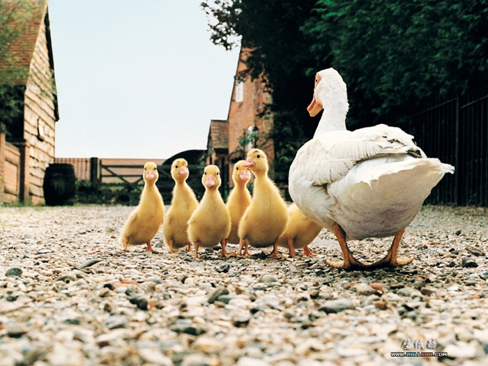 hewan ternak lucu © 2016 brilio.net hewan ternak lucu © 2016 brilio.net