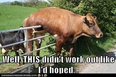 hewan ternak lucu © 2016 brilio.net hewan ternak lucu © 2016 brilio.net