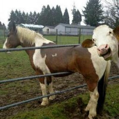 hewan ternak lucu © 2016 brilio.net hewan ternak lucu © 2016 brilio.net