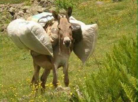 hewan ternak lucu © 2016 brilio.net hewan ternak lucu © 2016 brilio.net