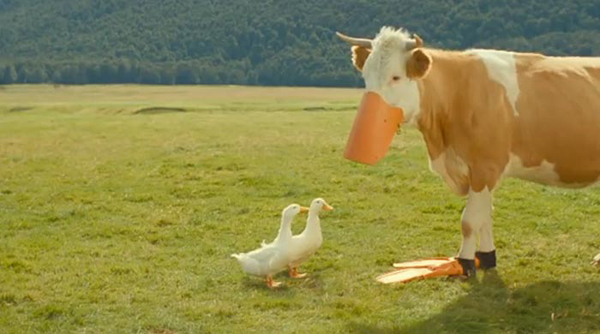 hewan ternak lucu © 2016 brilio.net hewan ternak lucu © 2016 brilio.net