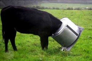 17 Tingkah lucu hewan ternak ini bikin kamu tambah sayang binatang