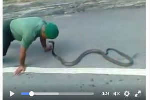 Prajurit TNI 'mainkan' ular berbisa ini dengan santai, wow!