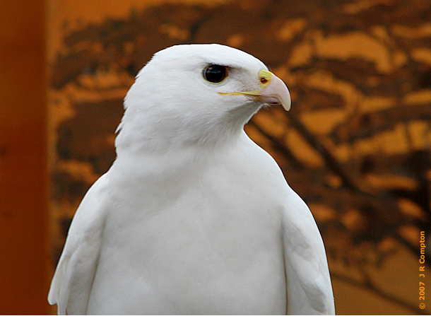 20 Hewan albino ini dijamin akan membuatmu berdecak kagum!