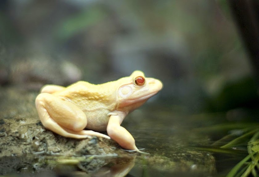 Hewan Albino Lagi © 2016 brilio.net