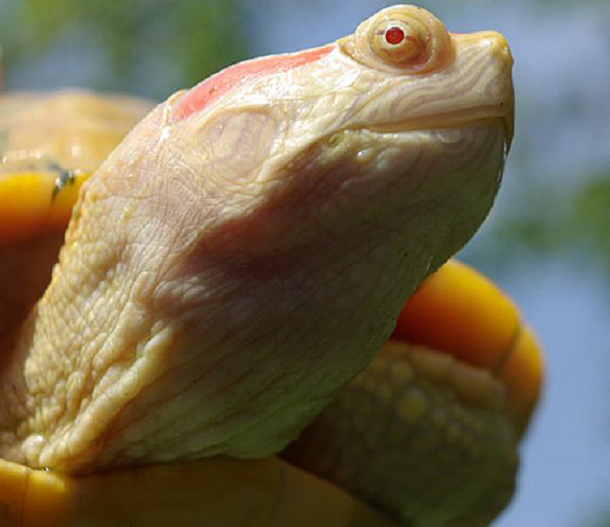 Hewan Albino Lagi © 2016 brilio.net