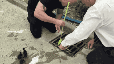 orang sayang hewan © 2016 brilio.net