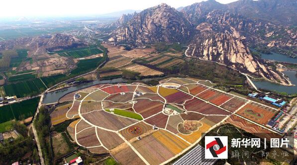 ladang tulip Istimewa