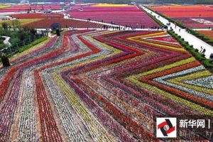 Hamparan bunga tulip ini bak karpet hidup, bikin pengen selfie di sana
