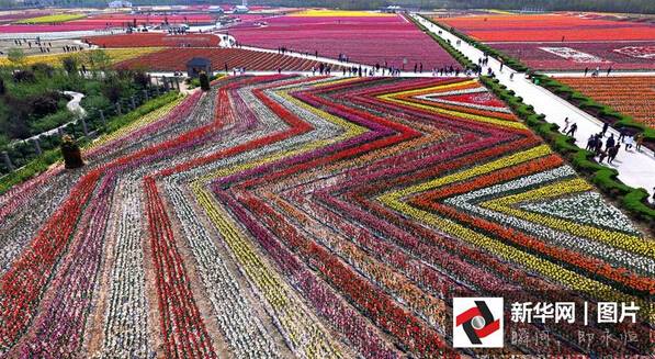 Hamparan bunga tulip ini bak karpet hidup, bikin pengen selfie di sana