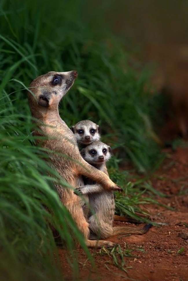 potret keluarga hewan © 2016 brilio.net