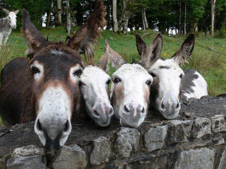 potret keluarga hewan © 2016 brilio.net