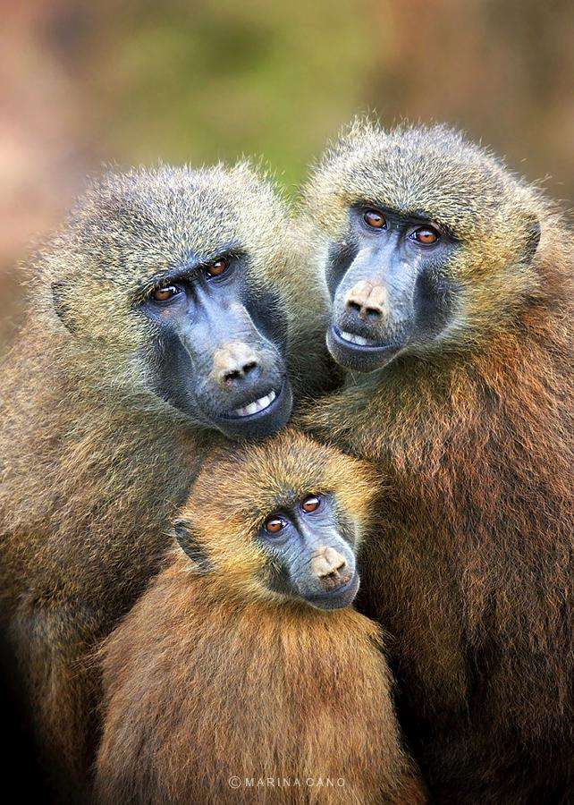 potret keluarga hewan © 2016 brilio.net