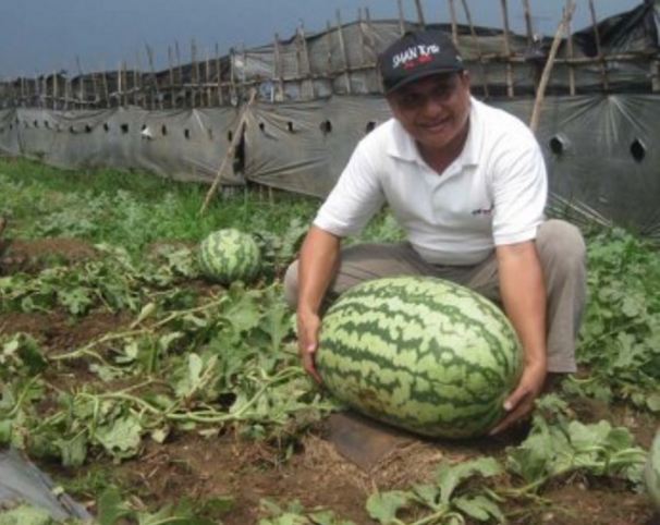 buah raksasa  © 2016 brilio.net