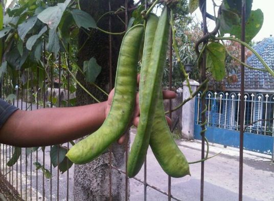 buah raksasa  © 2016 brilio.net