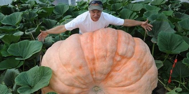 buah raksasa  © 2016 brilio.net