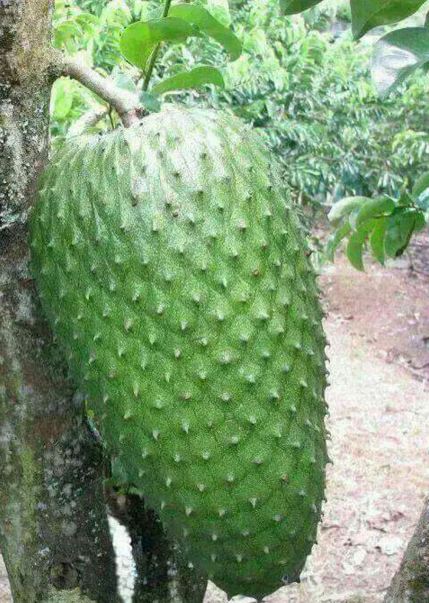 buah raksasa  © 2016 brilio.net