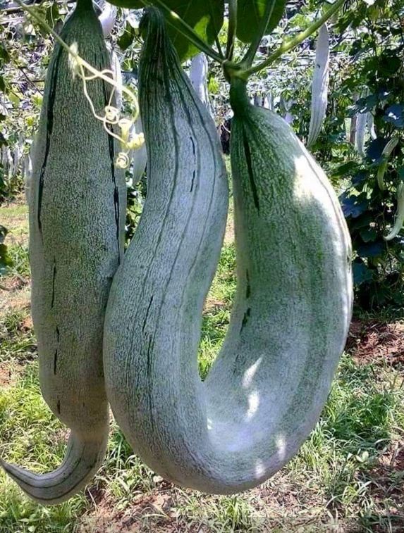 buah raksasa  © 2016 brilio.net