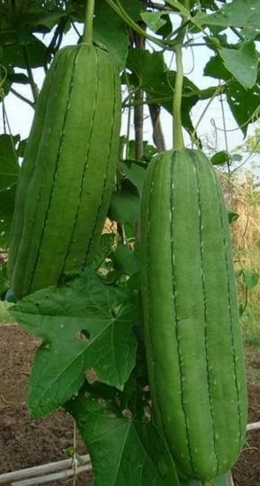 buah raksasa  © 2016 brilio.net