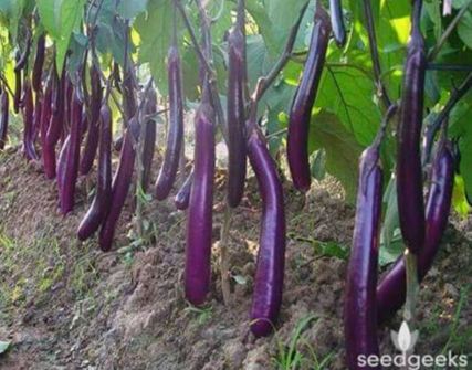 buah raksasa  © 2016 brilio.net