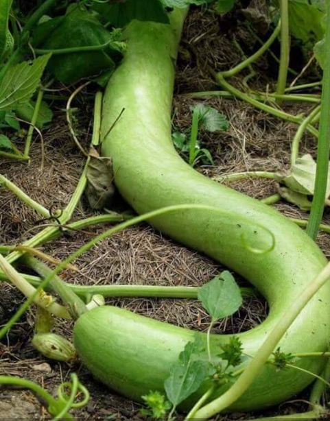 buah raksasa  © 2016 brilio.net