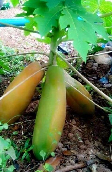 buah raksasa  © 2016 brilio.net