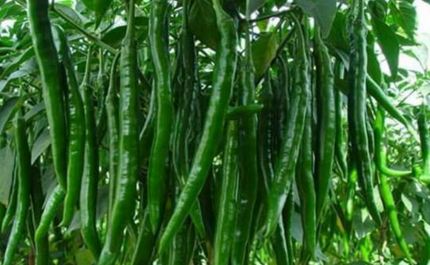 buah raksasa  © 2016 brilio.net