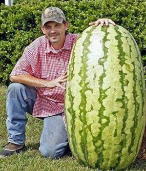 buah raksasa  © 2016 brilio.net